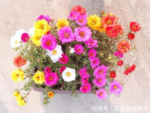 需要怎么做,太阳花才能持续爆盆,一个“掐”字解决您的疑问