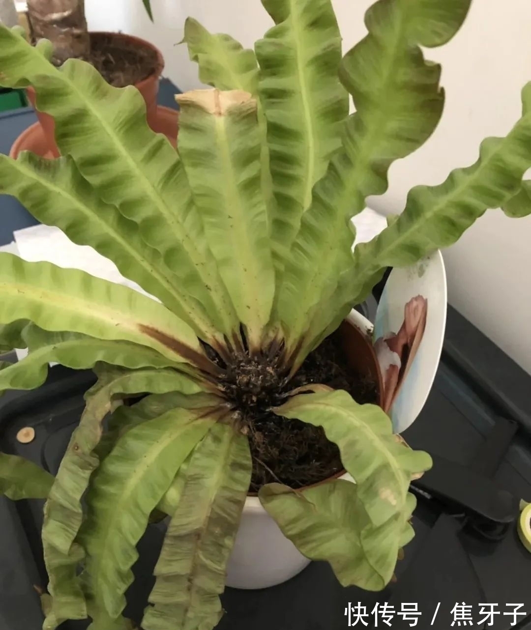 观赏蕨类植物叶子发黄的6大原因，黄叶的症状和解决方法