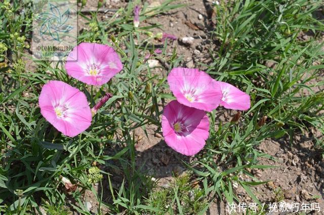 牙痛|田旋花，见过吗祛风止痒，止痛治牙痛、神经性皮炎