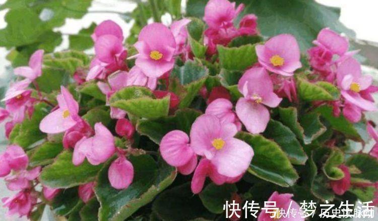 4种花高贵优雅,花开不断,看了就让人沉醉