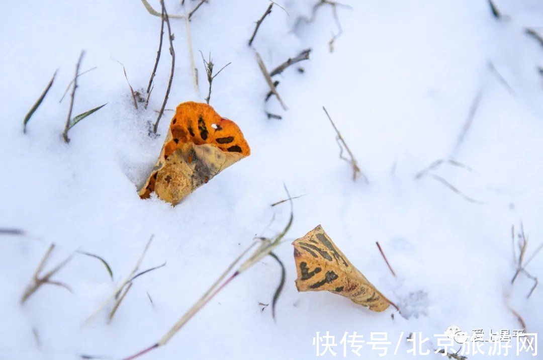 云赏雪|昌平初雪美景回放！雪缀红叶、红墙白雪…这也太美了吧