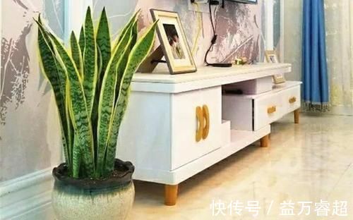 卧室、客厅必养的5种花,甲醛少、空气好,家人身体倍儿健康