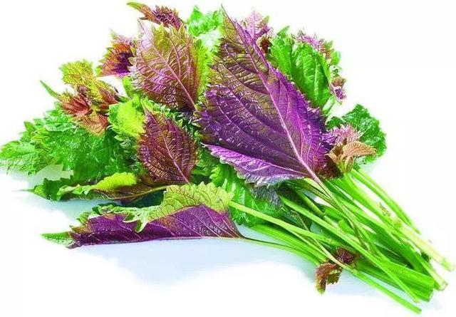 清热解毒|紫苏是治病保健的好帮手!能治疗感冒、减轻贫血,早吃早健康