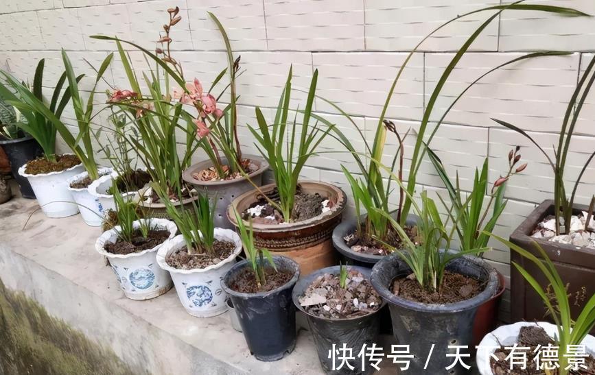 植株|从买花到养花，该如何实践落实“养花先养根”的俗语？