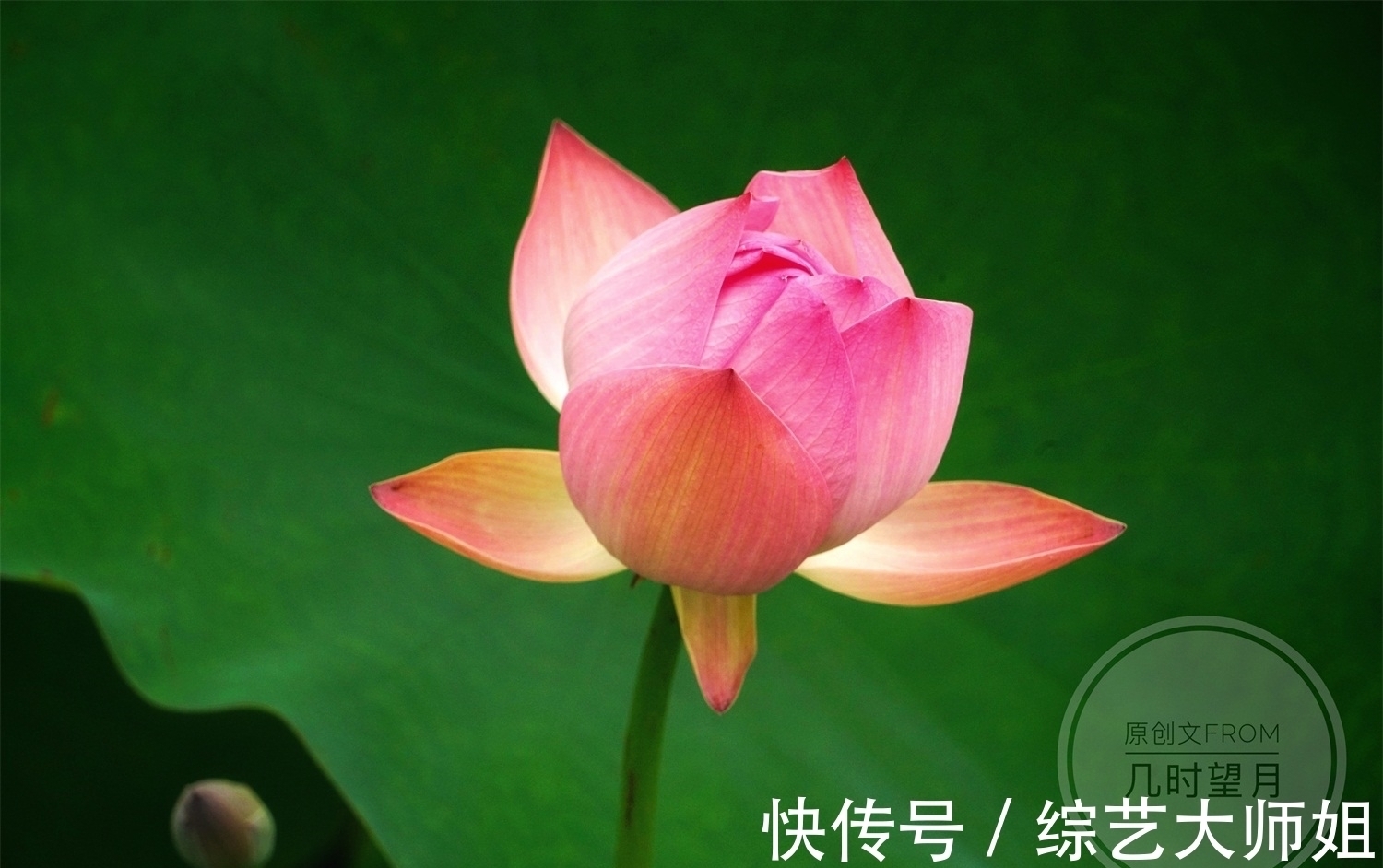 林逍@琴笛啸九天44|笛埙和鸣如天籁,蓝湛酸到骨子里