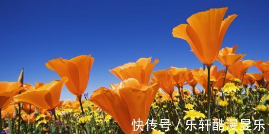 桃花|8月，桃花逆袭，天降良机，喜遇旧爱，相拥而泣，余生厮守到老