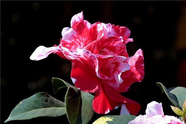 这8种花,冬天非但冻不死,还花开不断,挤满整个阳台!