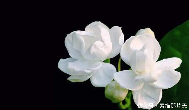 3种花适合家养,一年四季开花不断,养出一个小花园,新手也爆盆