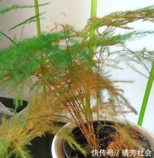 黄叶|养花常浇1种水,不用年年换盆,土壤松软,10年不黄叶!