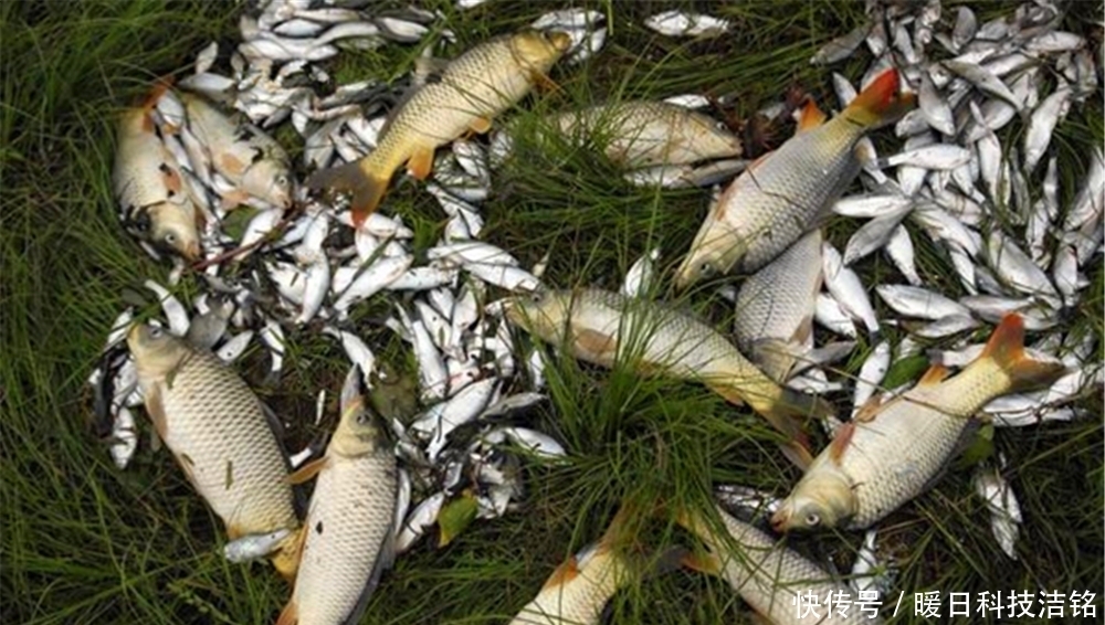 夏季|夏季手竿钓鲤鱼的“5大招式”，外行看热闹，内行人才懂这些门道