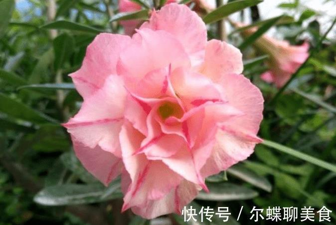 花朵|3种花耐旱好养，懒人养花首选，一个月不用管，开花多长得旺