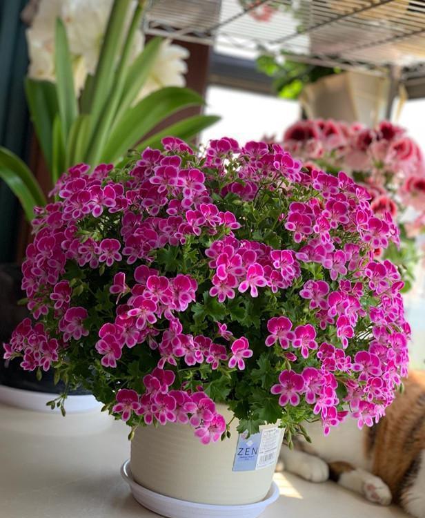 “飞速”生长的5种花，适合“急性子”，半年打造阳台花园