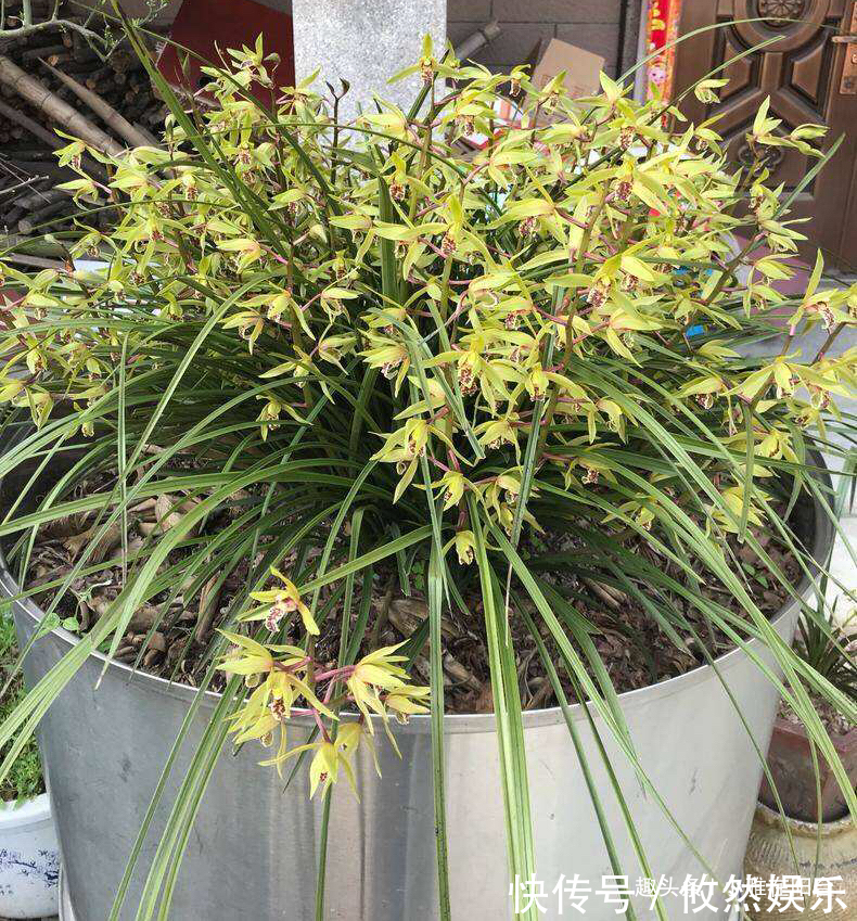 兰花什么时候换盆好选对“时间”,根系壮开花多,一盆变3盆!