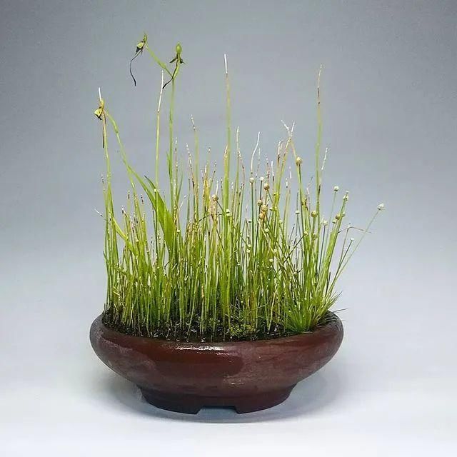 山野草，也高雅！