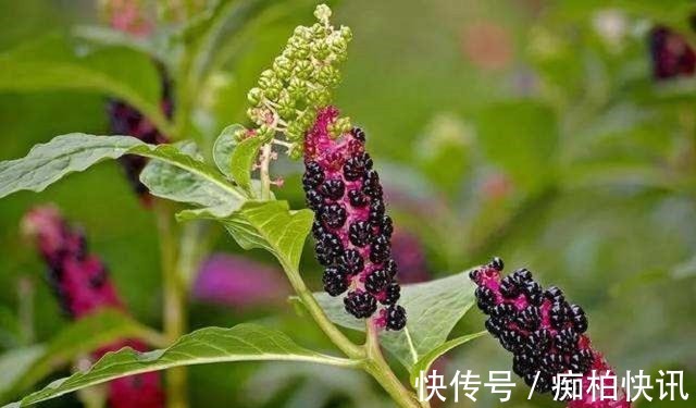 商陆|农村常见野草,颜色鲜红,殊不知可制作农药,作用很多,一斤30元