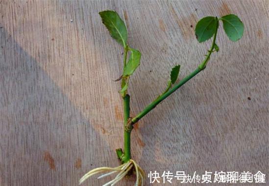 神奇的生根水,让各种半死不活的花卉瞬间长根,附生根水自制方法