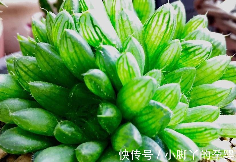 锥形|养多肉植物上盆，不同根系不一样的上盆方法，棵棵爆盆的技巧