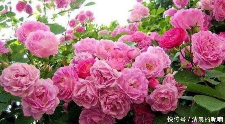 4种花高贵优雅,开花又大又艳,比牡丹美,比绿萝好养!