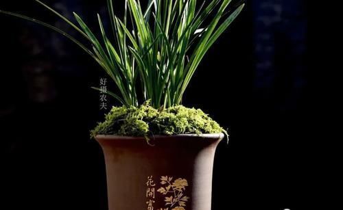 兰叶|兰花叶子枯萎怎么办?教你5个妙招,新手兰友一定要知道