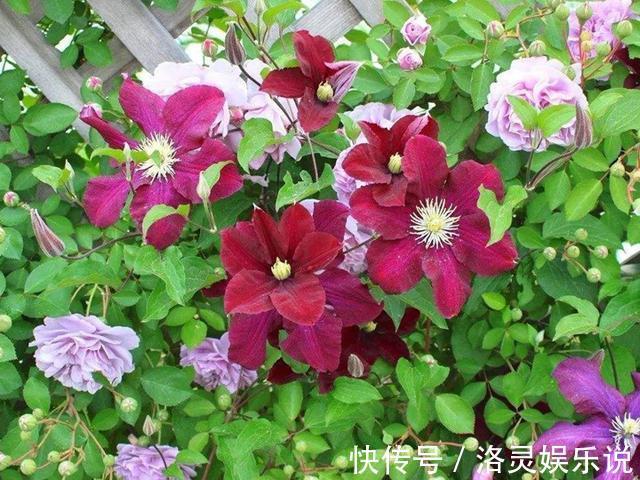 花中皇后|花园三宝中，月季和铁线莲是黄金搭档，怎么配都美！