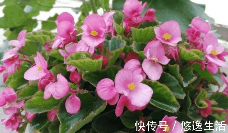 4种福运花，自带福气好养活，养上一盆四季欣赏，好养活还不贵