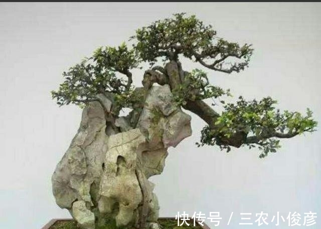 软石|怎样才能制作出更加自然的附石盆景?