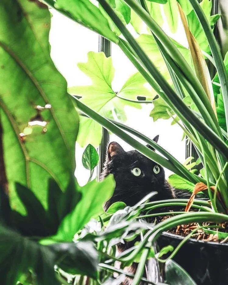 这位“奇葩”大胡子男人，不仅与猫狗同居，还与300株植物同居