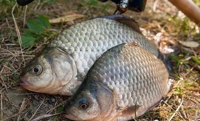 冬钓酒米人人都会用,酒米里加上这一物,鲫鱼吃口不断