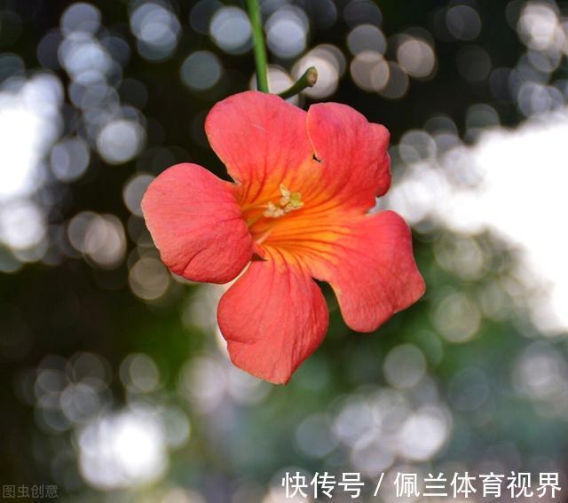 窗户|好好的院子，被一棵“霸道”的凌霄花给毁了