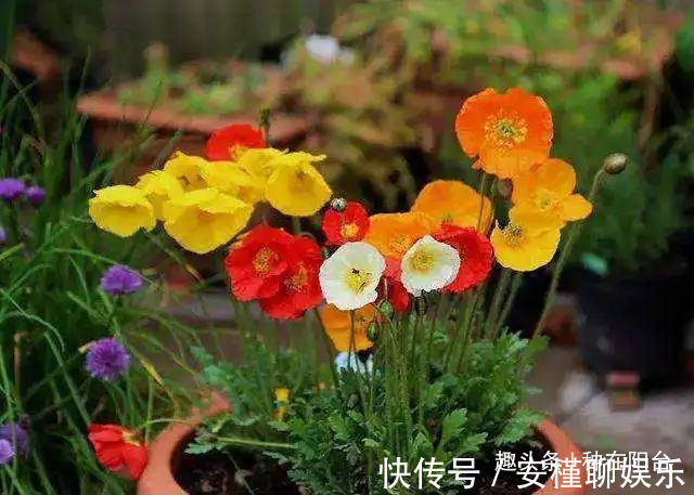 硫化氢|“舞草”虞美人,当微风拂过阳台,它如同飞舞的彩蝶栩栩如生!