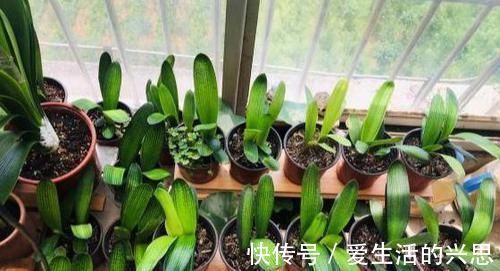 昼夜温差|盆栽君子兰该如何催花？掌控4方面因素，开花早、状态理想