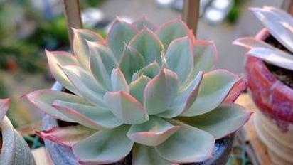 分享薄叶三仙之蓝光多肉的养护小技巧,赶紧拿小本本记好喔