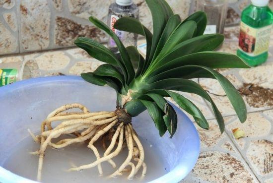 君子兰换盆有具体步骤,一共五步都很重要,少一步服盆差不开花