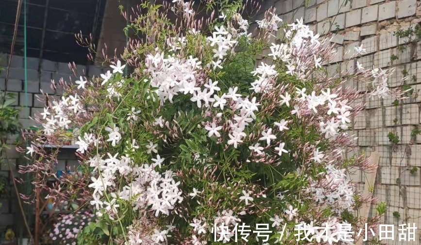 养花人必须记住的“施肥口诀”,只要合理掌握,养花变得轻轻松松