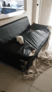 |搞笑GIF:今天运气挺好, 走着走着就捡到一个媳妇