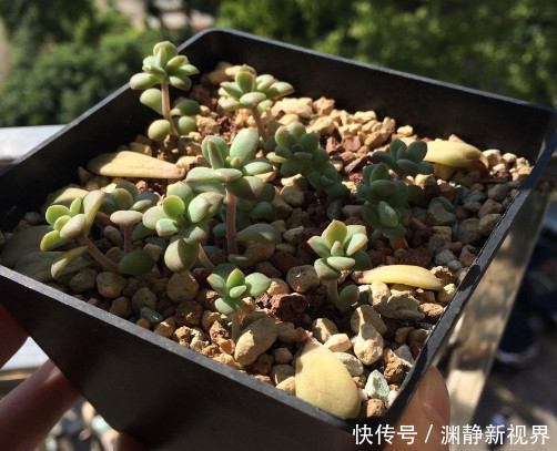 幼苗|多肉马库斯怎么叶插教你3个叶插小步骤,生根迅速长势更旺盛