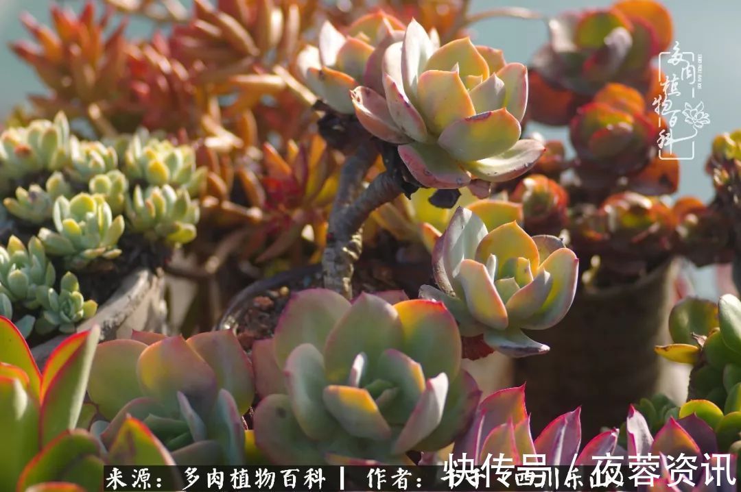 夏天|夏天日晒雨淋,秋老虎来势汹汹,你的多肉准备好逆袭了吗