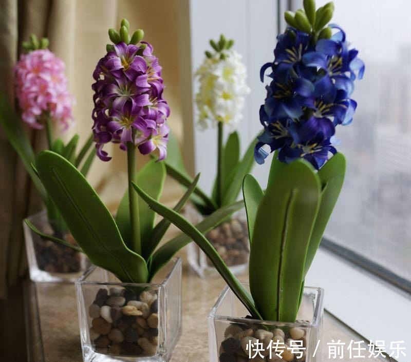 花都不会买,还谈什么养,教你买到正经靠谱的花花草草!