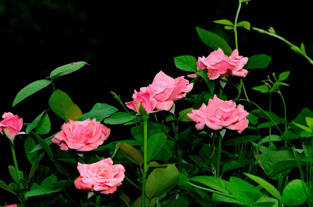 月季想插好,两点要做到,快速生根易成活,新芽多多开爆盆