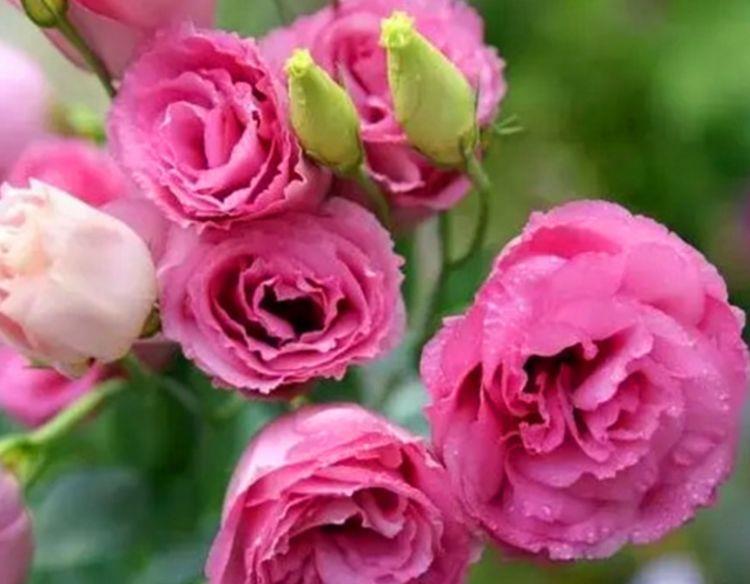 4种花现在养刚刚好,冬天开花很漂亮,花量超大漂亮极了