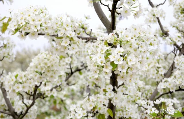 春天|安居春天最美的模样 都藏在这些花海里！