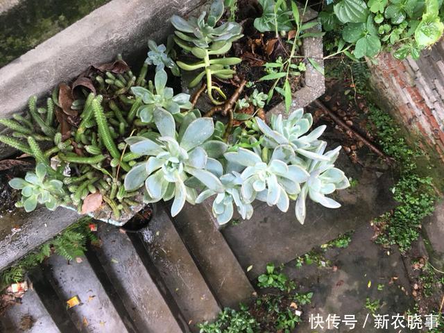 肉肉|当多肉进入了农村，你还相信这是你当宝贝一样的肉肉吗