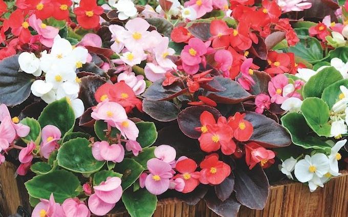 适合家里养的4种花,全年开花不长虫