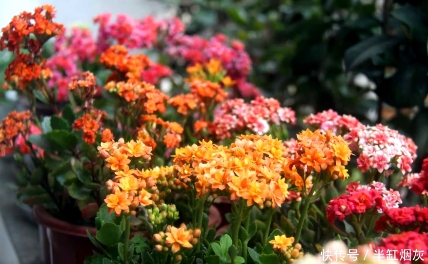 长寿花5月花期结束,休眠前准备3点,9月多分花芽,入冬花量翻倍