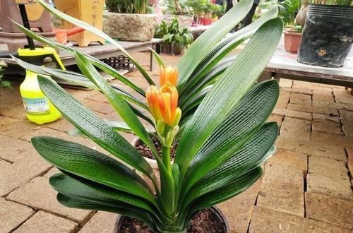 君子兰黄叶烂根不开花，所有养护问题都在这了，学会了花开灿烂