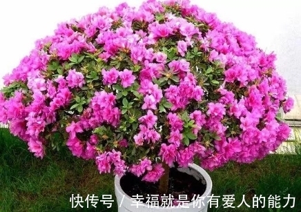 把这碗“营养液”倒在了花盆里,疯狂开花不招虫,还能冶黄叶!