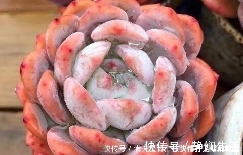 适合新手养护的4款经典多肉,便宜好养易上色,花友几乎都养过