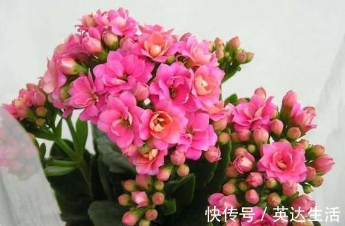 施肥|养君子兰、长寿花，盆里撒点“万能肥”，新芽猛长，呼呼开花！