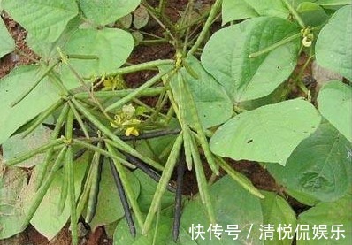 收获|绿豆产量低下,原来方法不对,掌握以下要点,收获吃不完的绿豆