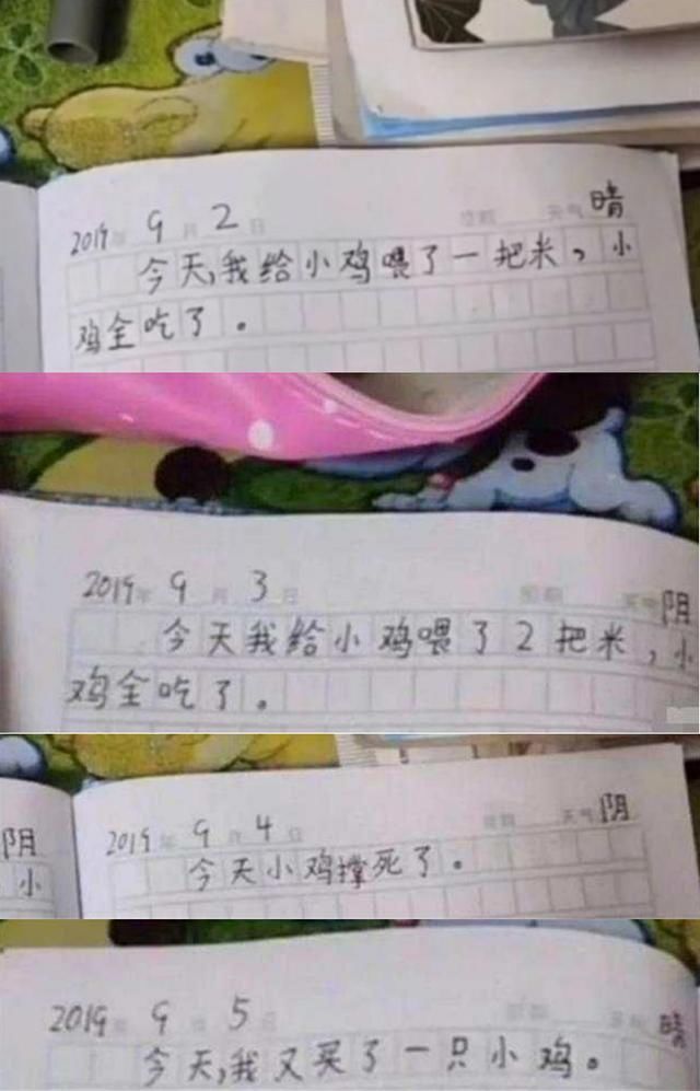 老师|小学生作文3天养死1只鸡,看到第4天,老师评给鸡一条生路吧